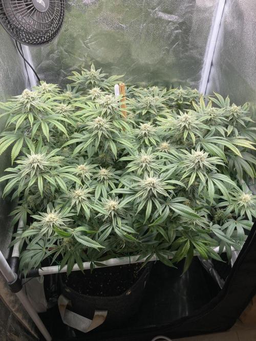 Triangle Project. Week 15 - D102/FD29 05.01.26