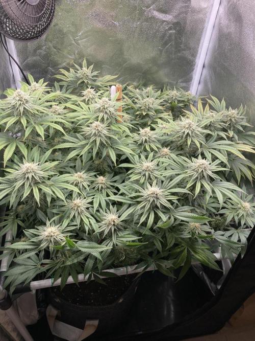 Triangle Project. Week 15 - D103/FD30 06.01.26