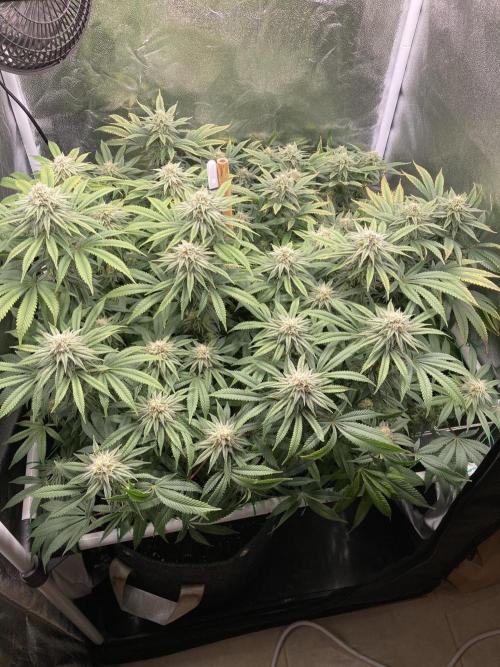 Triangle Project. Week 15 - D104/FD31 07.01.26