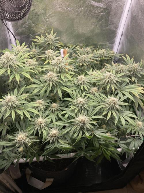 Triangle Project. Week 15 - D105/FD32 08.01.26