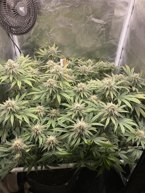 Triangle Project. Week 15 - D107/FD34 10.01.26