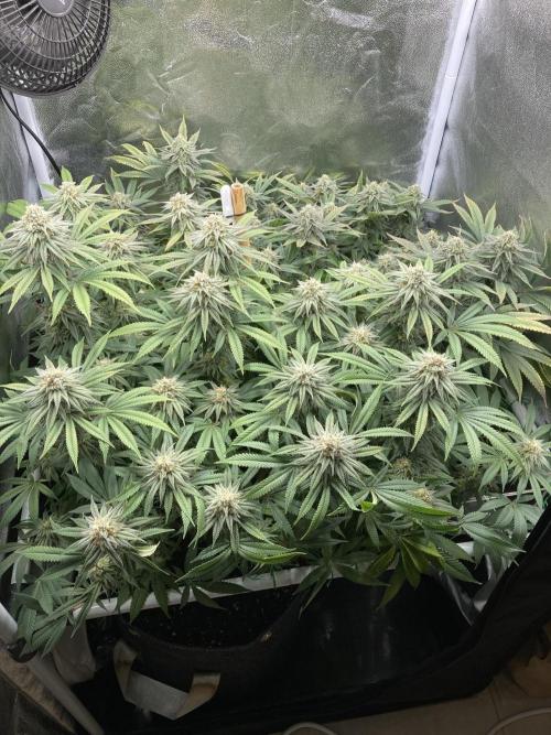 Triangle Project. Week 15 - D108/FD35 11.01.26