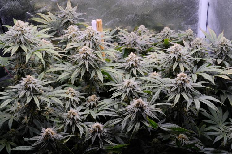 Triangle Project. Week 15