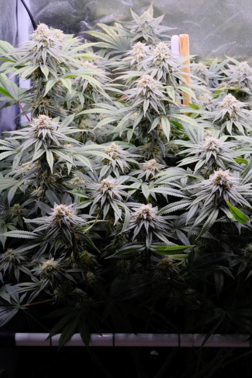 Triangle Project. Week 15