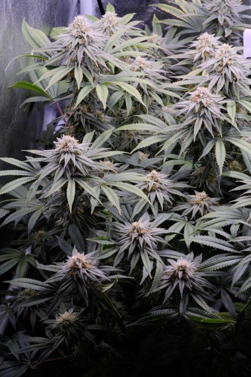 Triangle Project. Week 15