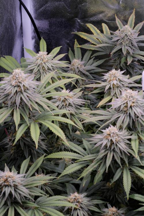 Triangle Project. Week 15