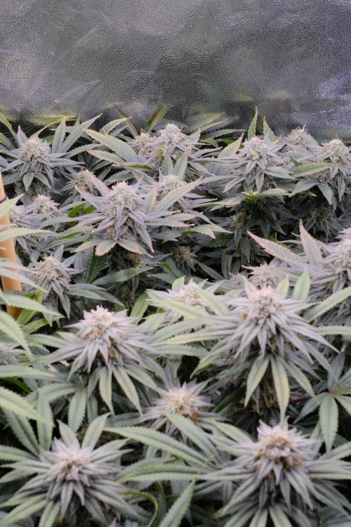 Triangle Project. Week 15