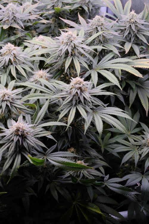 Triangle Project. Week 15