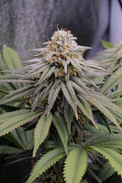 Triangle Project. Week 15