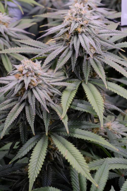 Triangle Project. Week 15