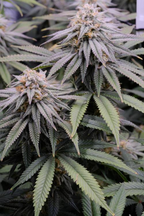 Triangle Project. Week 15