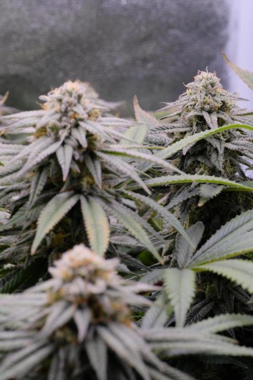 Triangle Project. Week 15