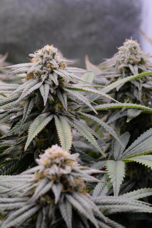 Triangle Project. Week 15