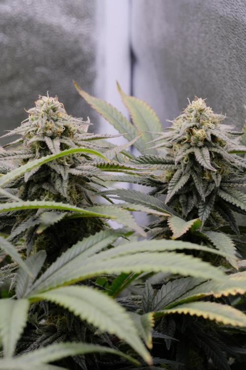 Triangle Project. Week 15