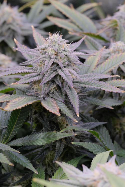 Triangle Project. Week 15