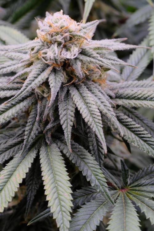 Triangle Project. Week 15