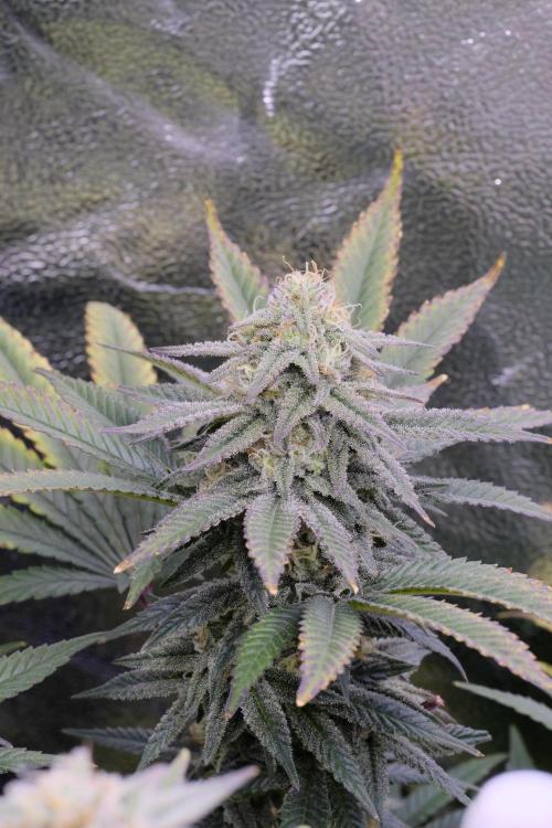 Triangle Project. Week 15