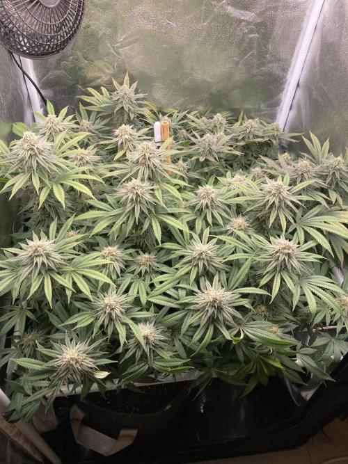 Triangle Project. Week 16 - D109/FD36 12.01.26