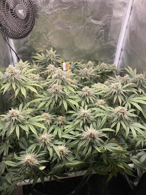 Triangle Project. Week 16 - D110/FD37 13.01.26