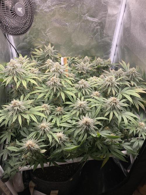 Triangle Project. Week 16 - D111/FD38 14.01.26