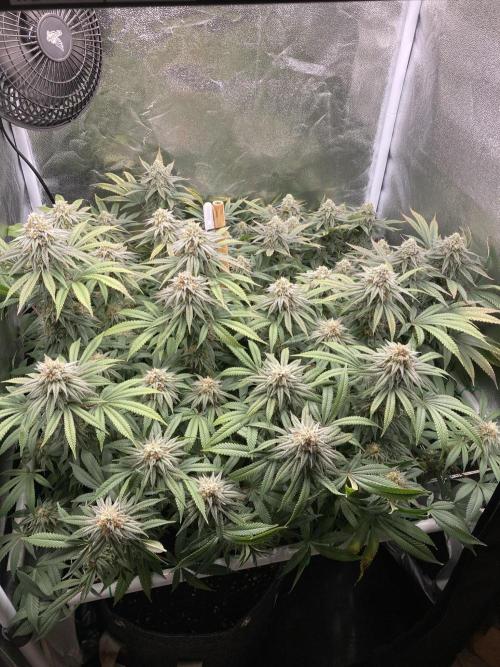 Triangle Project. Week 16 - D112/FD39 15.01.26