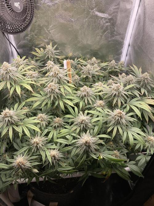 Triangle Project. Week 16 - D113/FD40 16.01.26