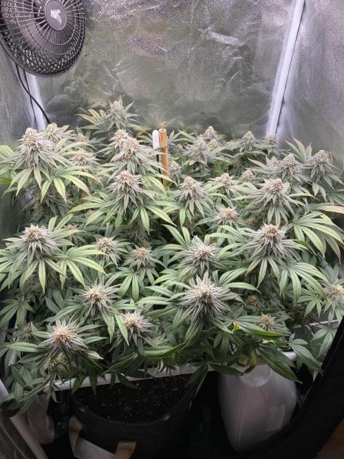 Triangle Project. Week 16 - D115/FD42 18.01.26