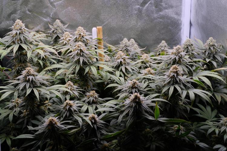 Triangle Project. Week 16