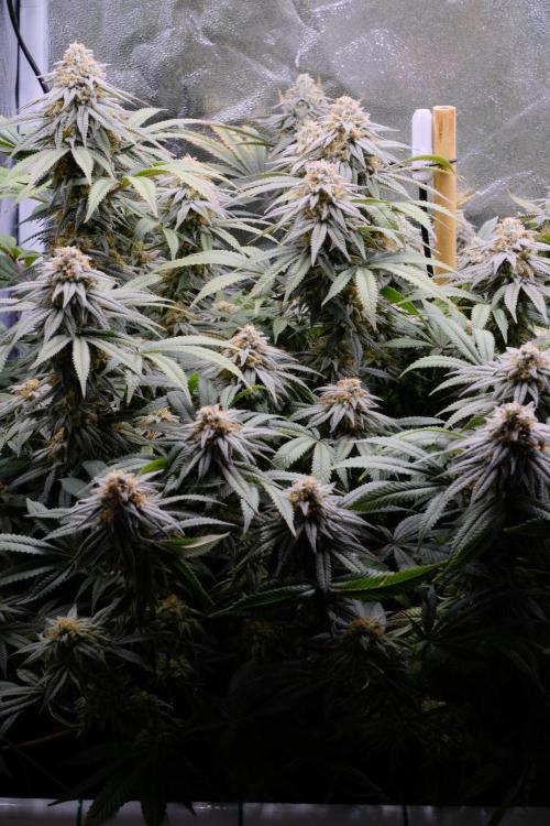 Triangle Project. Week 16