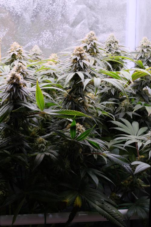 Triangle Project. Week 16