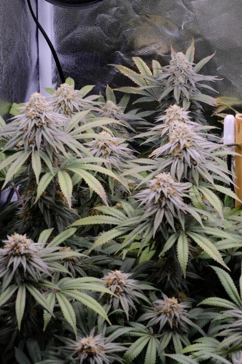 Triangle Project. Week 16