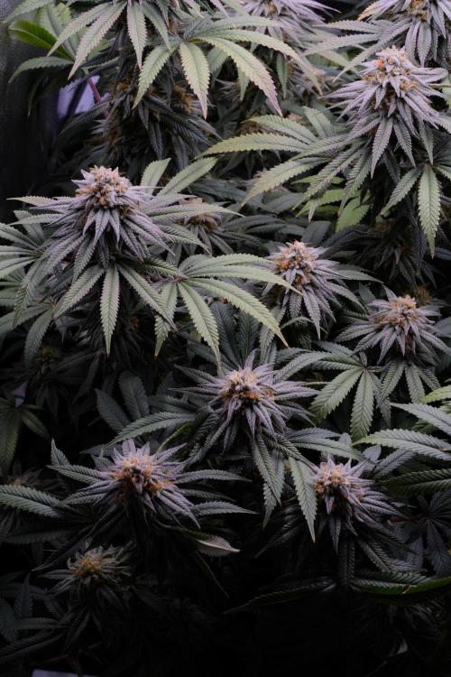 Triangle Project. Week 16