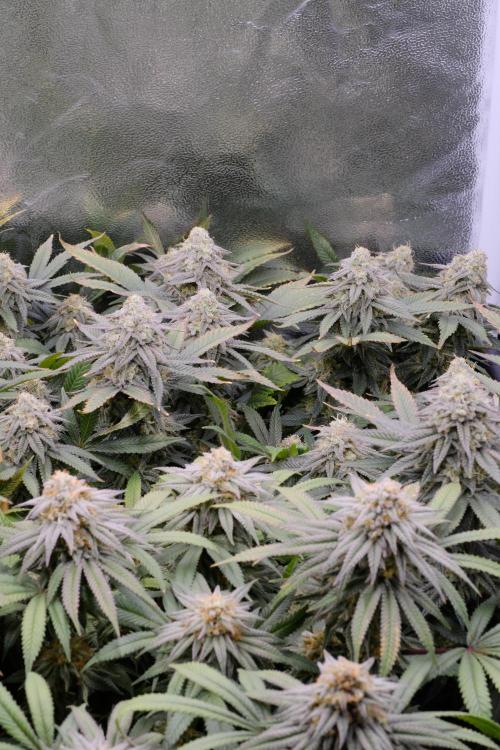 Triangle Project. Week 16