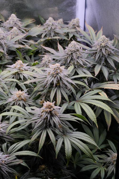 Triangle Project. Week 16