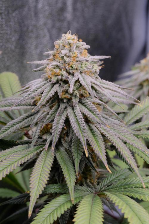 Triangle Project. Week 16