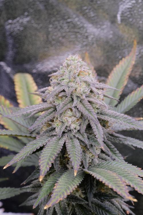 Triangle Project. Week 16