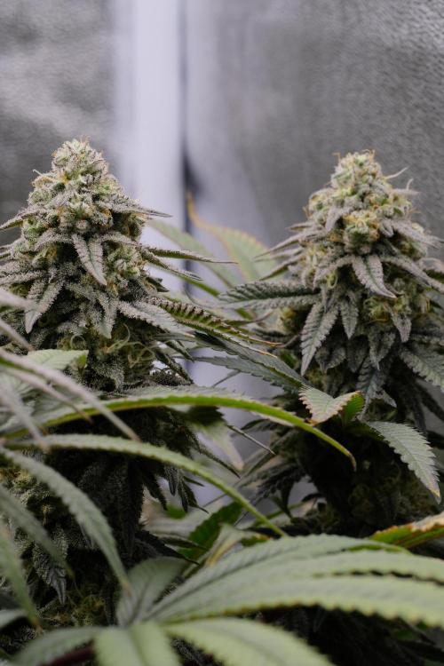 Triangle Project. Week 16