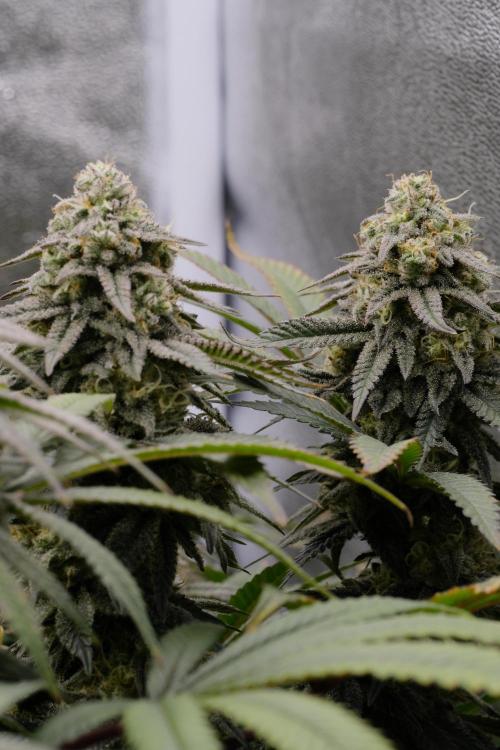 Triangle Project. Week 16