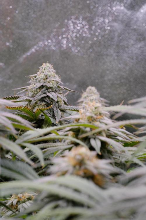 Triangle Project. Week 16