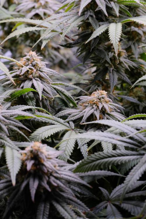 Triangle Project. Week 16