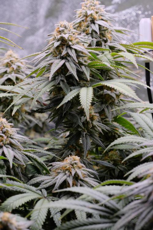 Triangle Project. Week 16