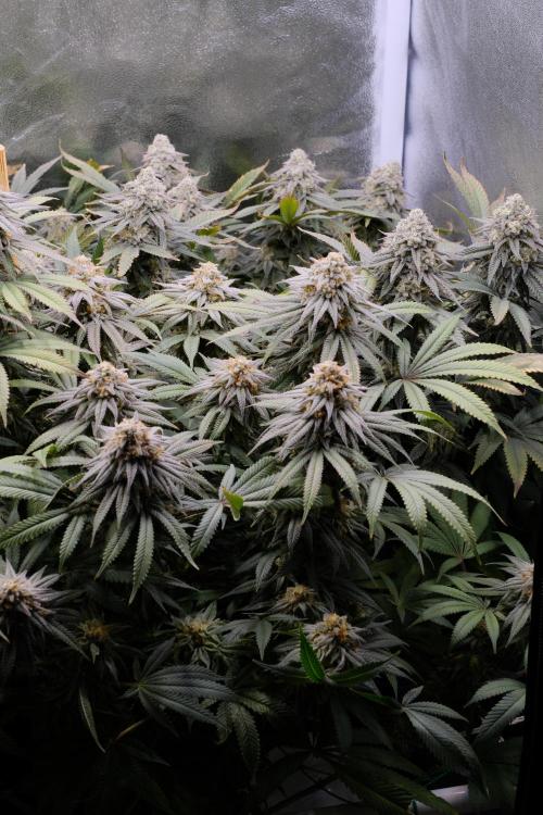 Triangle Project. Week 17