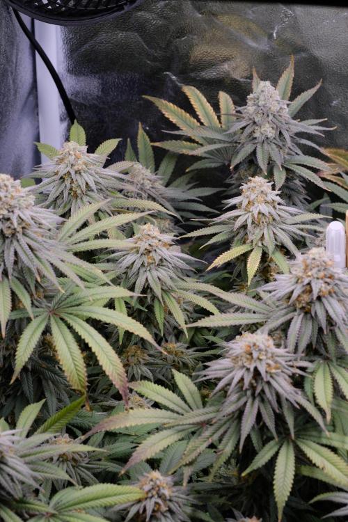 Triangle Project. Week 17