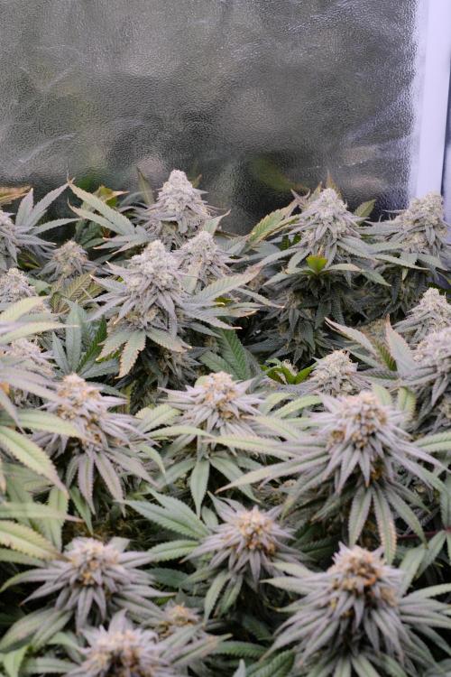 Triangle Project. Week 17