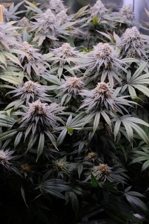 Triangle Project. Week 17