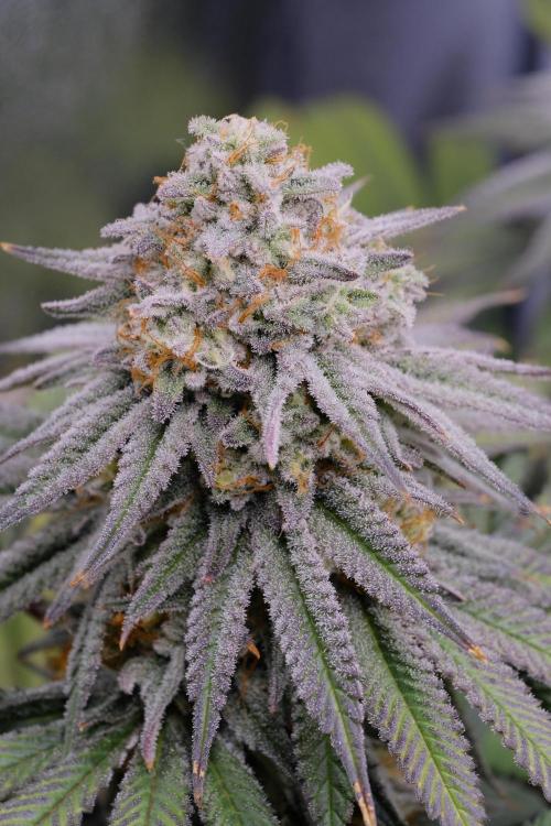 Triangle Project. Week 17