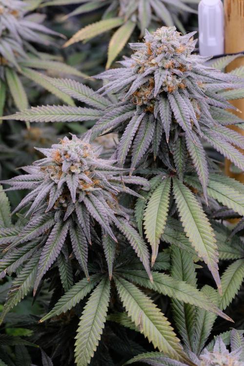 Triangle Project. Week 17