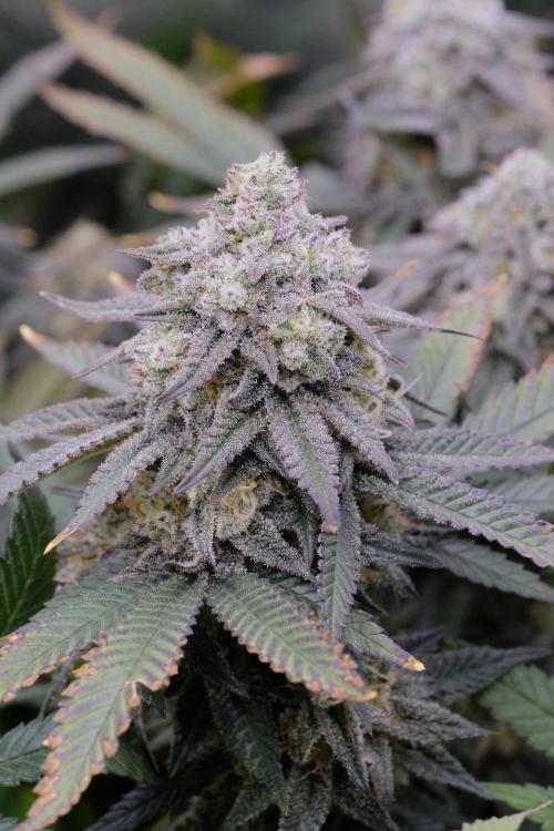 Triangle Project. Week 17