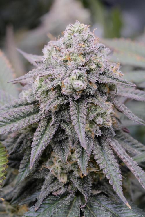 Triangle Project. Week 17