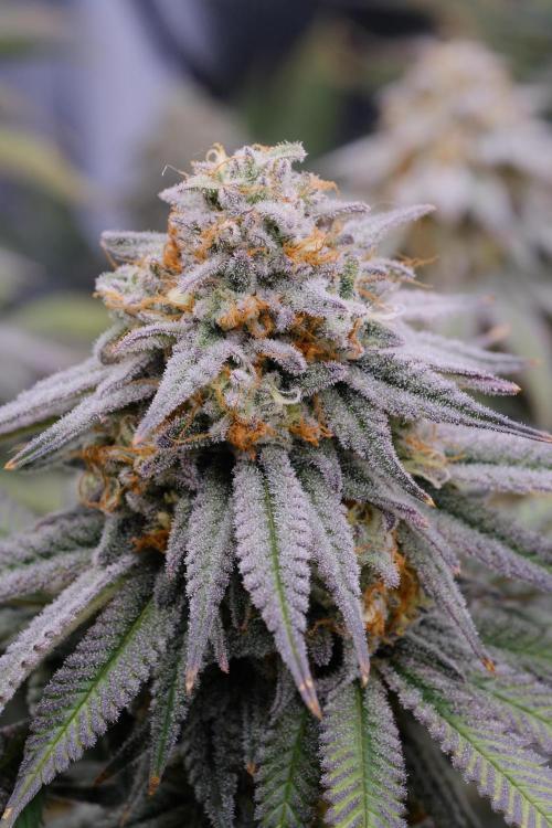 Triangle Project. Week 17